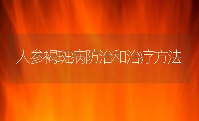 人参褐斑病防治和治疗方法 | 药材种植