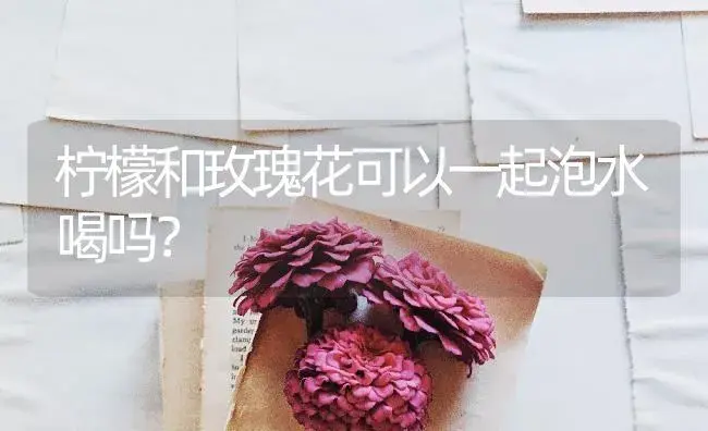 柠檬和玫瑰花可以一起泡水喝吗？ | 绿植常识