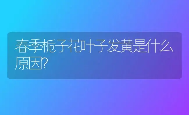 春季栀子花叶子发黄是什么原因？ | 绿植常识