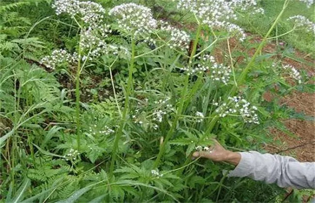 艾纳香栽培技术