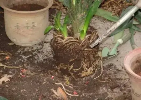 盆景养护管理 | 花卉植物怎样换盆才能更快恢复