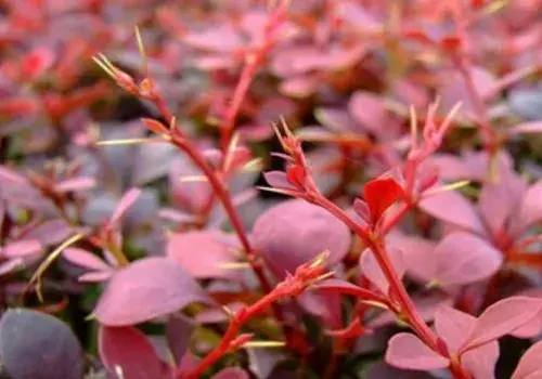 花卉果蔬盆景 | 红叶小檗种植方法