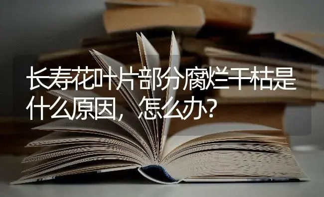 长寿花叶片部分腐烂干枯是什么原因,怎么办？ | 多肉养殖