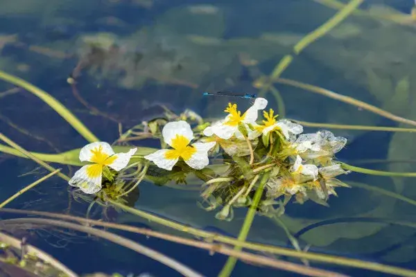 泸沽湖的水性杨花花语