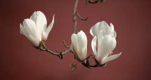 玉兰花的花语有哪些？