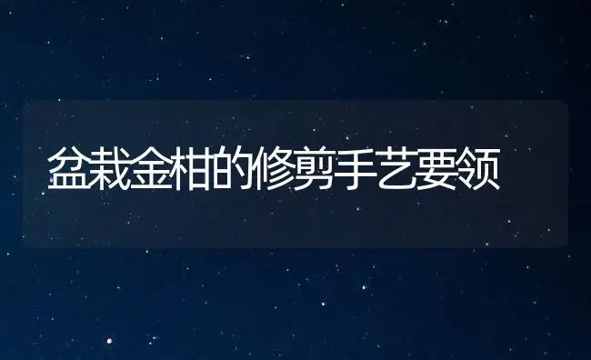 盆栽金柑的修剪手艺要领 | 家庭养花