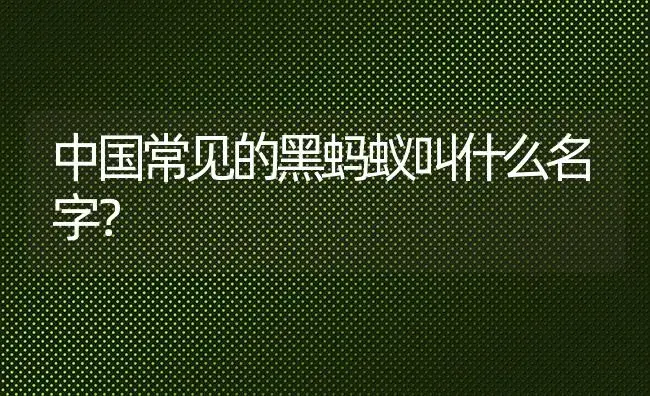 中国常见的黑蚂蚁叫什么名字？ | 绿植常识