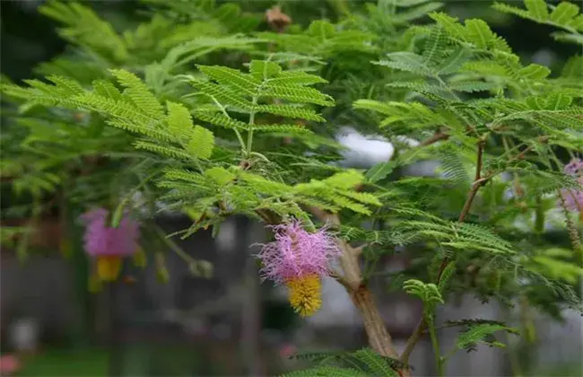 儿茶的种植技术