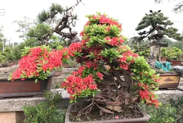 杜鹃花怎么养才能花叶茂盛呢，它适合天天浇水吗？