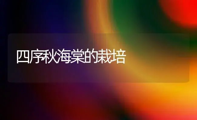 四序秋海棠的栽培 | 家庭养花