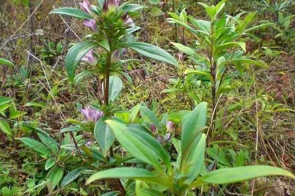 北方适合种植什么药材，适应能力强且生长快速