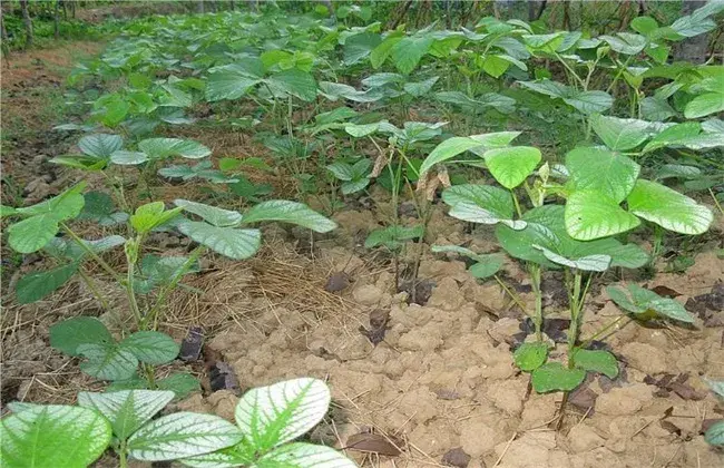 早熟毛豆种植管理技术