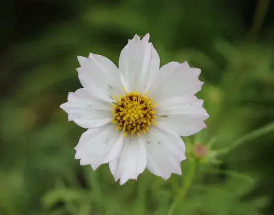 菊花花语是什么