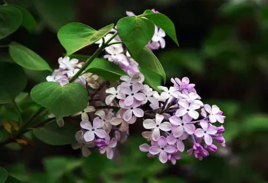 丁香花的花语是什么，丁香花有毒吗