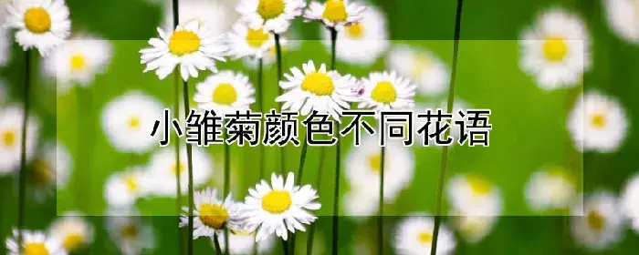 小雏菊颜色不同花语