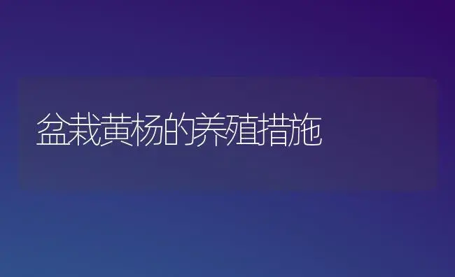 盆栽黄杨的养殖措施 | 家庭养花