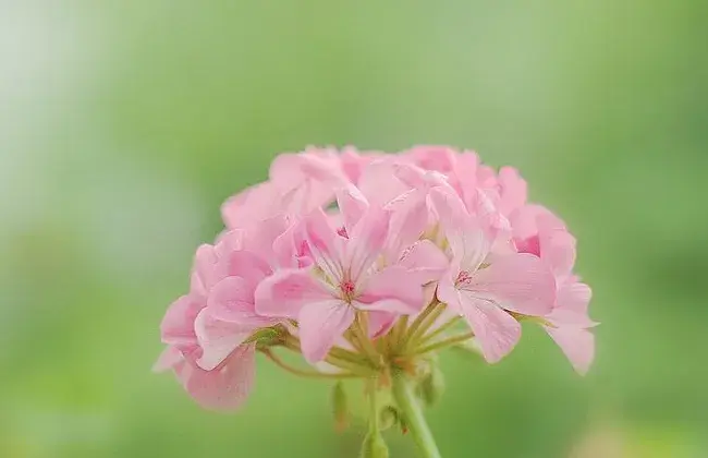 天竺葵的花语与传闻