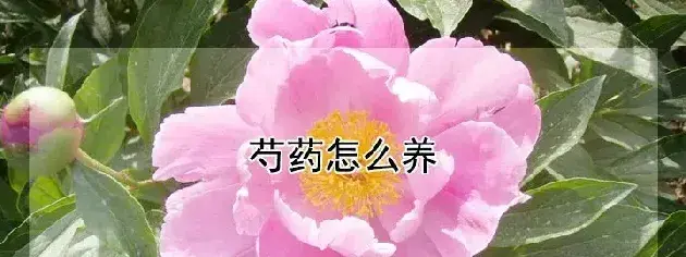 芍药怎么养