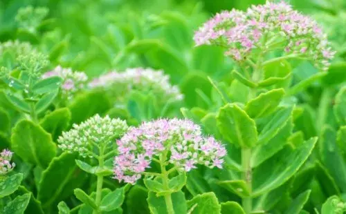 花卉果蔬盆景 | 宿根花卉的价格大概是多少