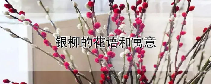 银柳的花语和寓意