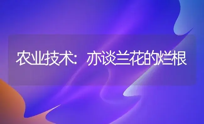 农业技术:亦谈兰花的烂根 | 家庭养花