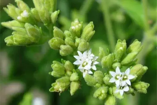 甜叶菊开花吗，甜叶菊几月份开花/7月开花/花语甜蜜