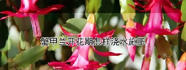 蟹甲兰开花期怎样浇水施肥