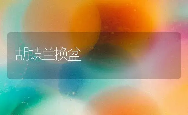 胡蝶兰换盆 | 家庭养花