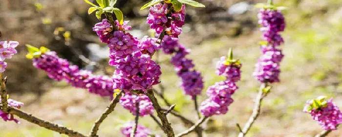 瑞香花的花语和象征