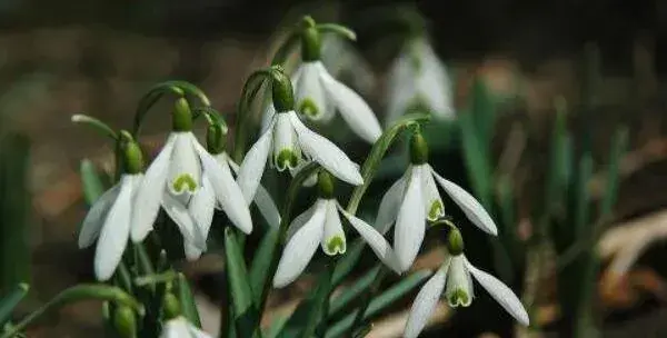 雪滴花的花语是什么 勇往直前的力量与希望_花语大全