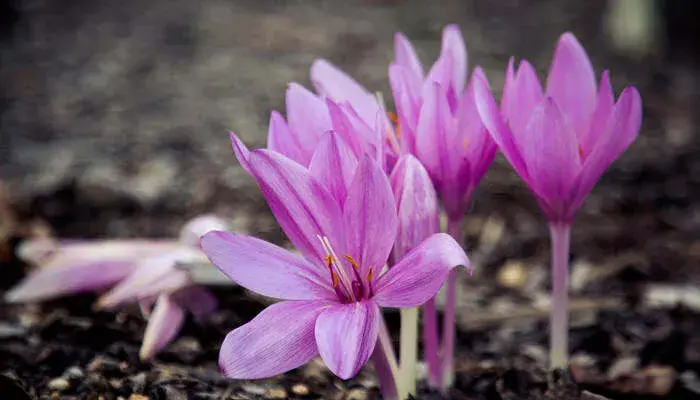 番红花花语 番红花又叫什么花