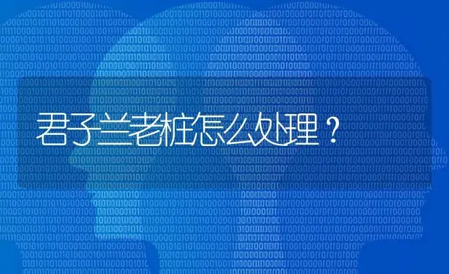 君子兰老桩怎么处理？ | 绿植常识