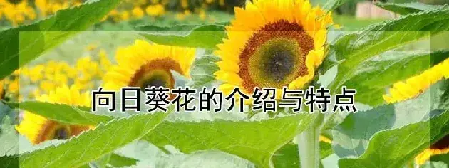 向日葵花的介绍与特点