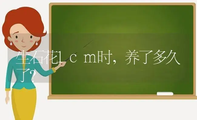 生石花1cm时,养了多久了？ | 多肉养殖