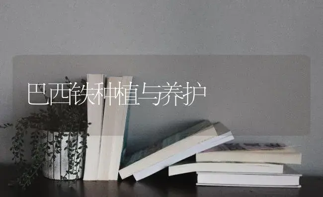 巴西铁种植与养护 | 特种种植