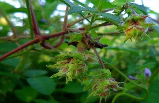 葎草的栽培技术