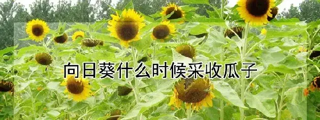 向日葵什么时候采收瓜子