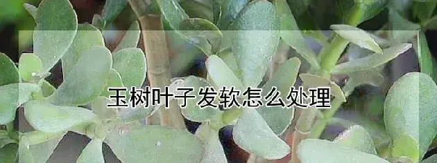 玉树叶子发软怎么处理