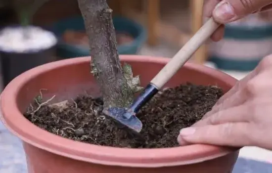 盆景养护管理 | 给三角梅这样催花 简单易学效果好