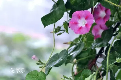 天上一颗牵牛星，地上一朵牵牛花：牵牛花的花语和传说