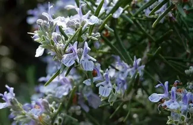 迷迭香的花语和传说