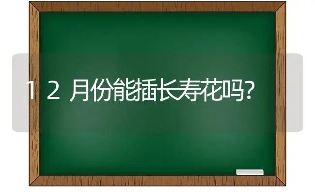 12月份能插长寿花吗？ | 多肉养殖