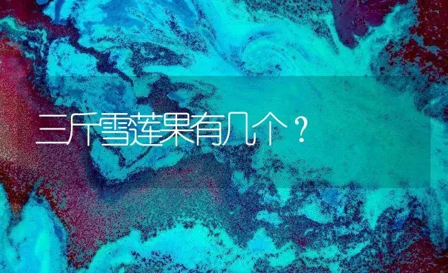 三斤雪莲果有几个？ | 多肉养殖