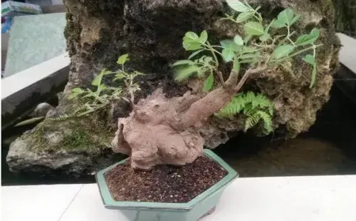 盆景养护管理 | 黄荆盆景移植后的养护