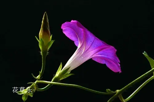 天上一颗牵牛星，地上一朵牵牛花：牵牛花的花语和传说