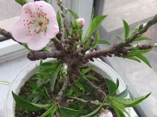 适合阳台种植的桃树盆景-花卉果蔬盆景 | 阳台可以种桃树吗