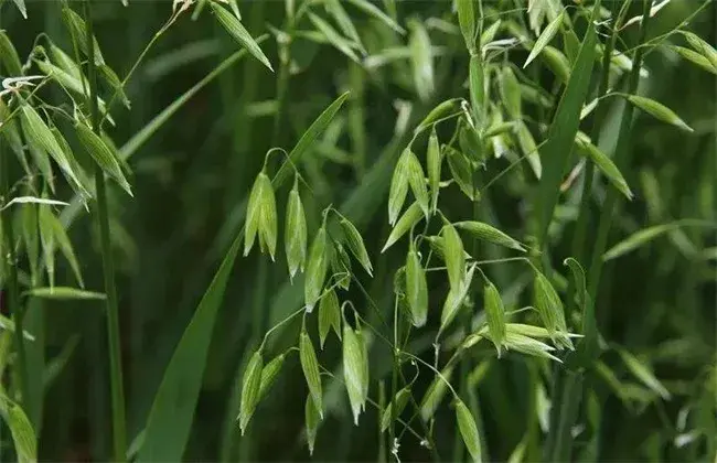 燕麦的田间管理