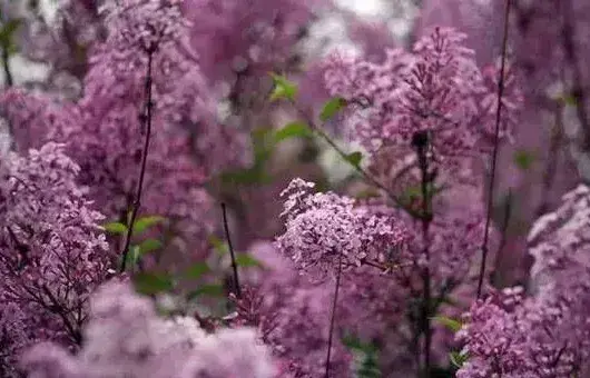 丁香花怎么种植?丁香花的栽培养护技巧