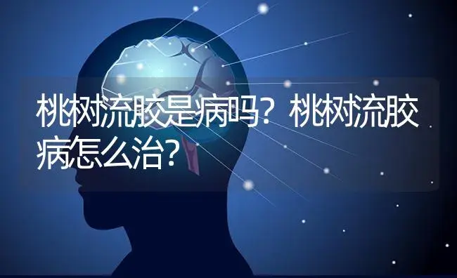 桃树流胶是病吗？桃树流胶病怎么治？ | 果木种植