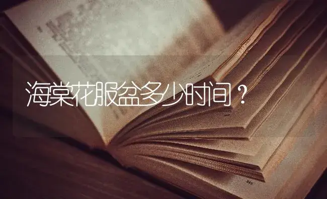 怎样形容月季？ | 绿植常识